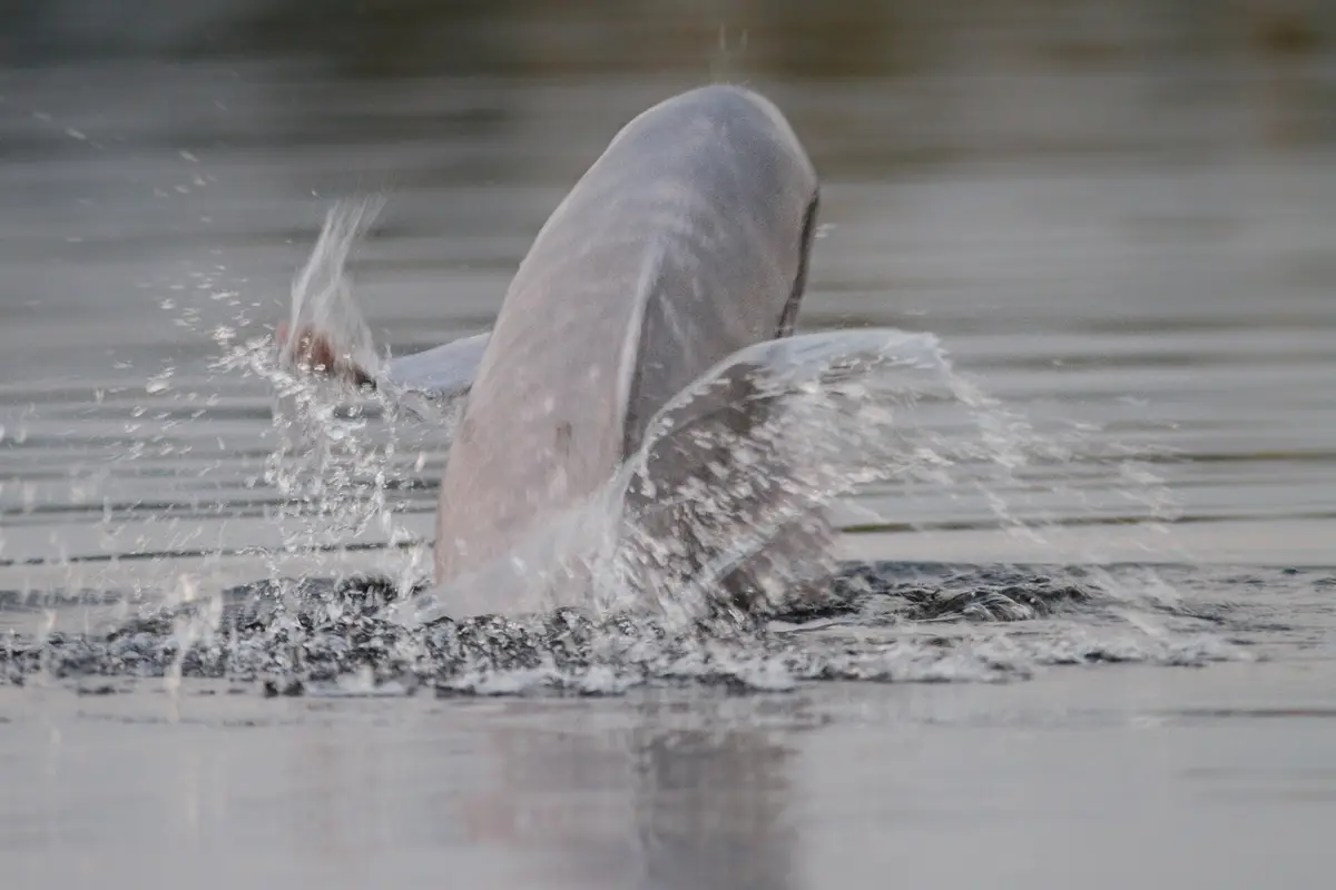 Um golfinho cor-de-rosa do Rio Amazonas arqueia-se fora da água turva, num salpico
