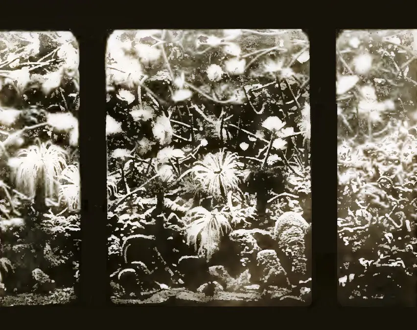 Fotografia de 1901: um tanque do aquário napolitano visto através do vidro, com o fundo de rochas, anelídeos tubícolas e anémonas-do-mar