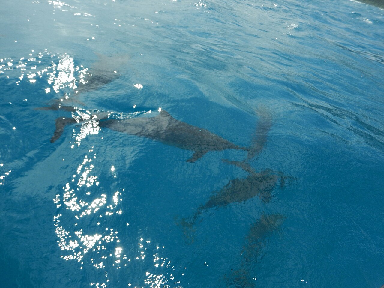 Spinner Dolphin, Moorea-Maiao, French Polynesia imported from iNaturalist photo 45079269