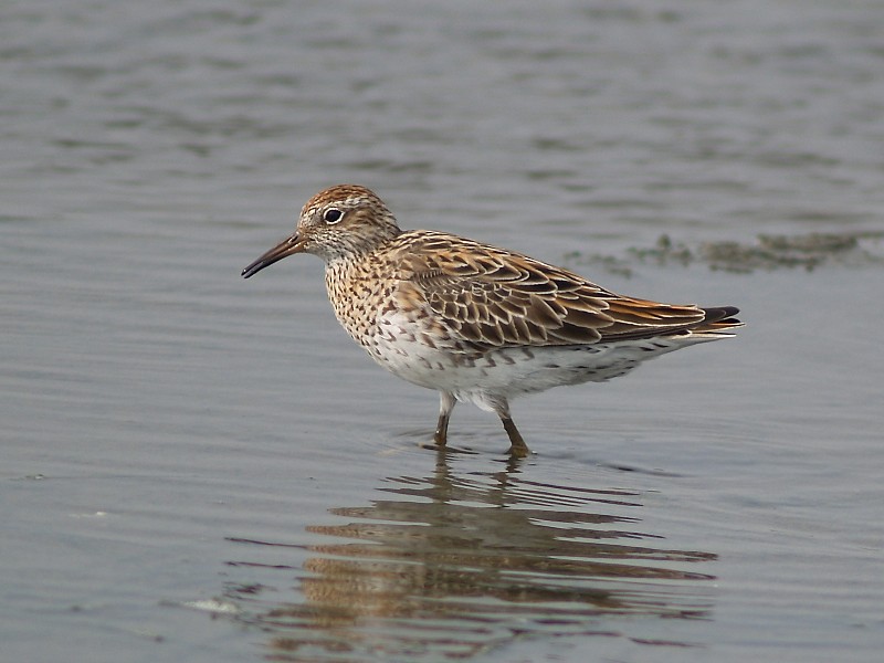 Edithvale–Seaford Wetlands