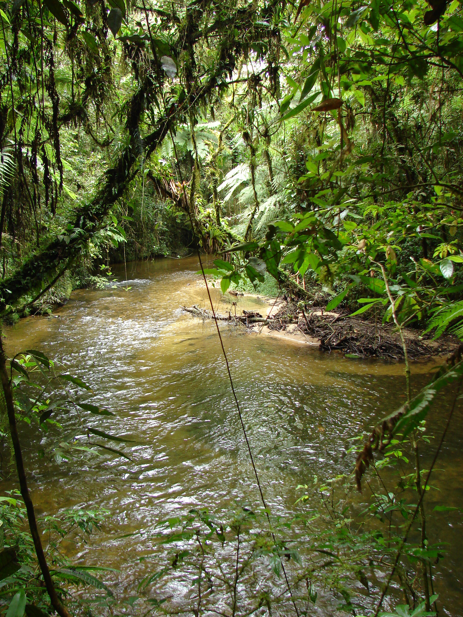 Mangues do Rio São Francisco