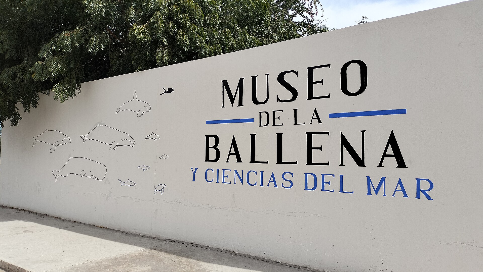 Museo de la Ballena y Ciencias Del Mar