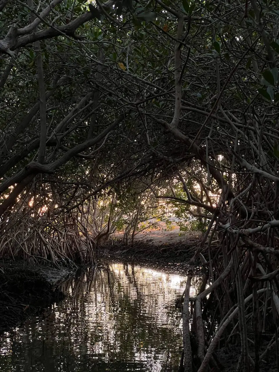 Estero El Conchalito