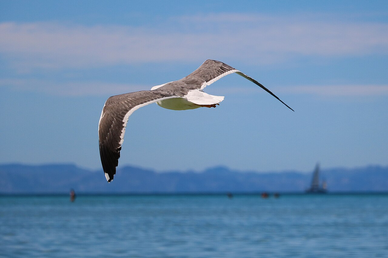Larus livens, Pichilinque, Baja California Sur 2