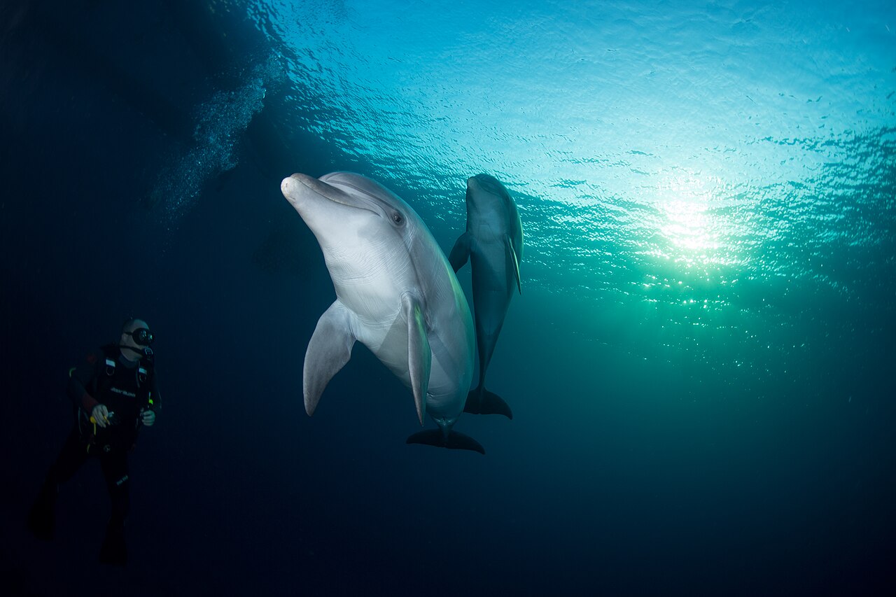 Eilat Dolphin Reef (1)