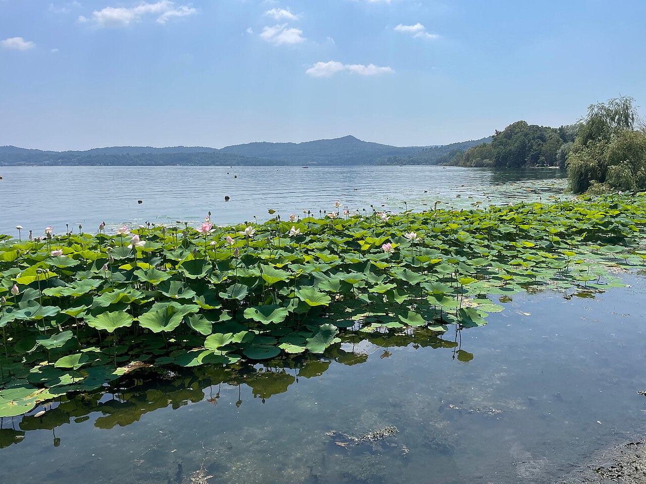 Lago Viverone (Anzasco)