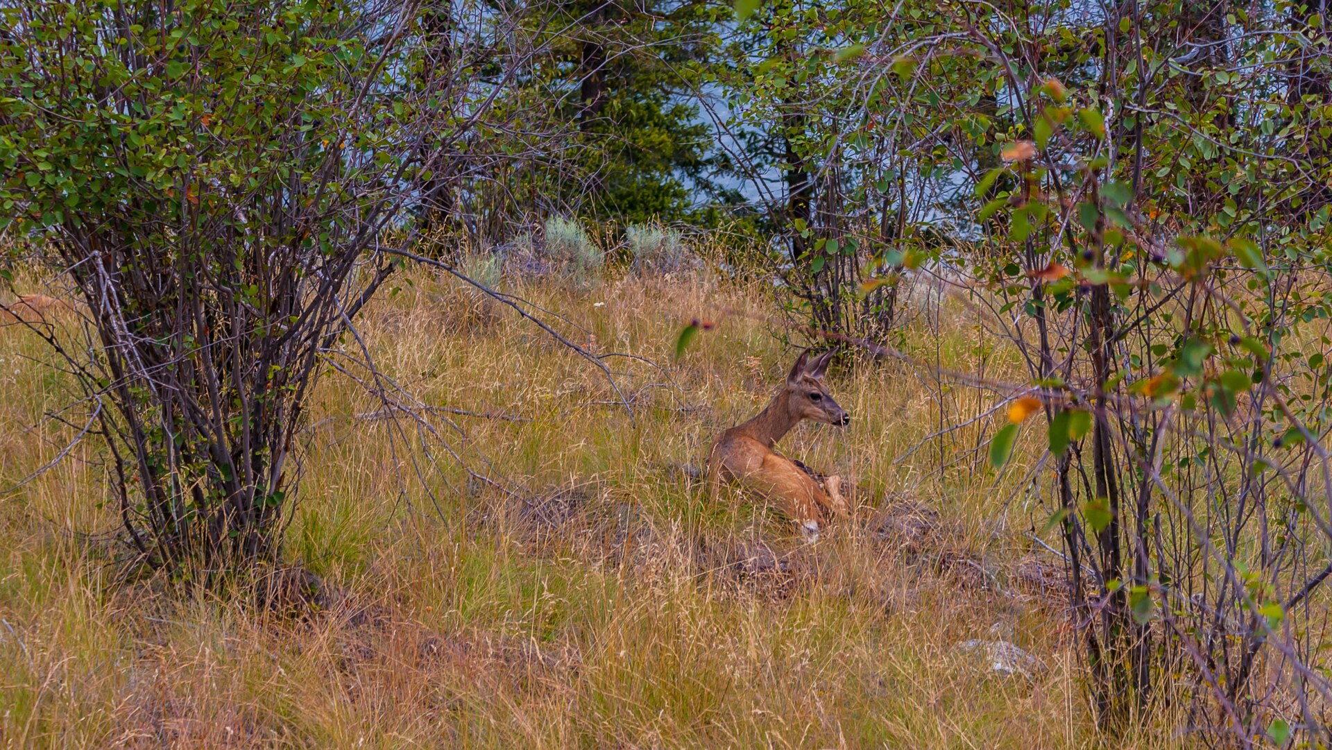 Kalamalka Lake Provincial Park and Protected Area