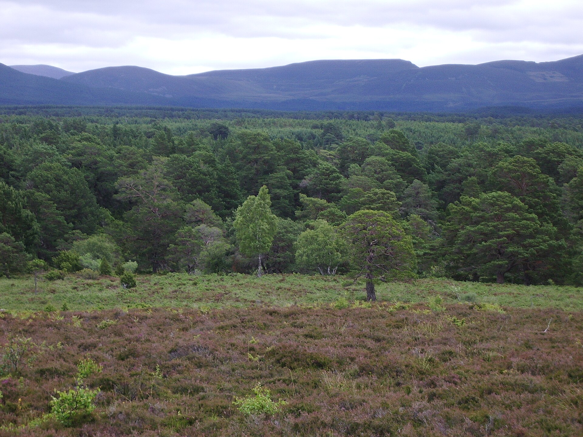 Rothiemurchus Forest