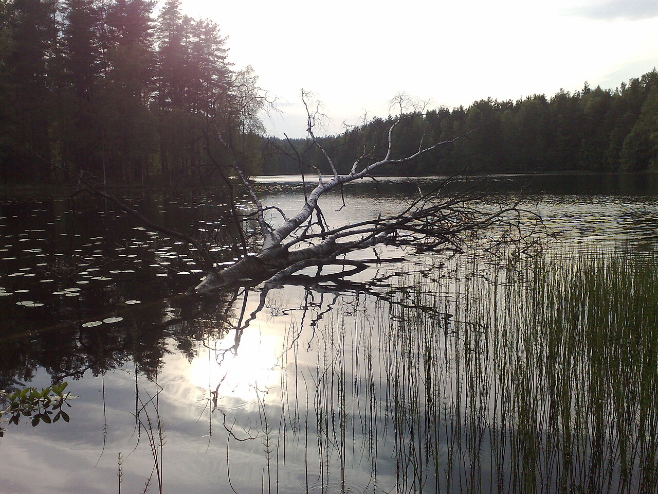 Lake Haukkalampi - panoramio